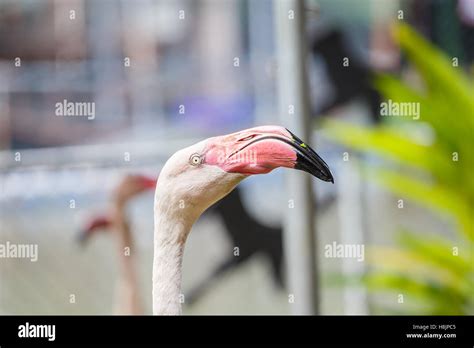 Flamingo Portrait close up Stock Photo - Alamy