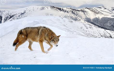 Wolf In Mountain Stock Photo - Image: 61411920