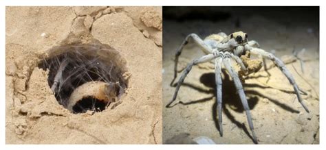 Factors Affecting Habitat Selection by Wolf Spiders