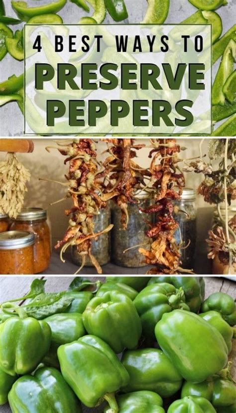 4 Easy Ways To Preserve Peppers | Stuffed peppers, Canning vegetables, Canning recipes