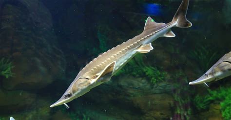 Lake Sturgeon - A-Z Animals