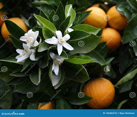 Orange tree with blossoms stock photo. Image of flowering - 150482476