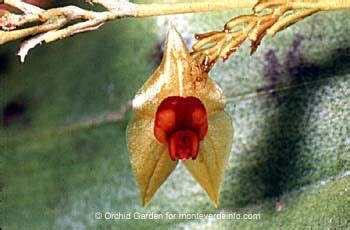 Monteverde, Costa Rica Orchid Garden Photo Gallery