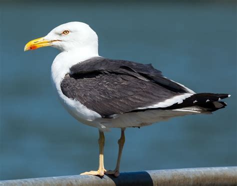 Gull Identification