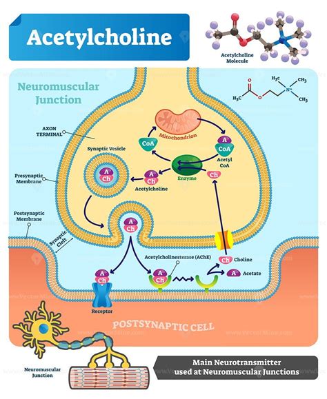 Acetylcholine vector illustration - VectorMine