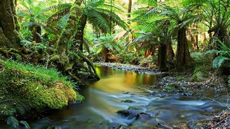 Minnamurra Rainforest Centre - The Fold Illawarra