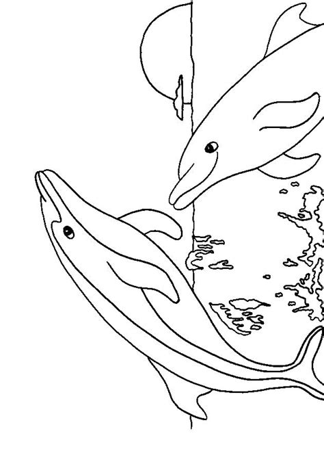 Dolphin Coloring Pages | Dolphins World