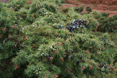 File:Juniperus communis Haweswater.jpg