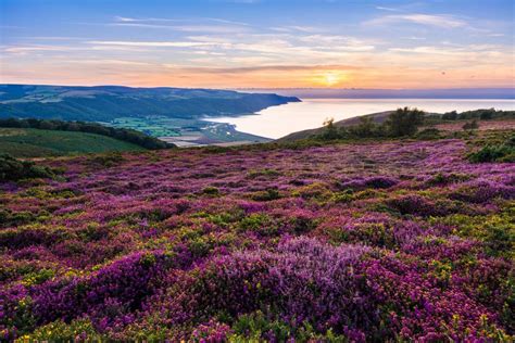 Walking Exmoor Heather Plant, Countryside Pictures, South West Coast Path, Year Round Colors ...