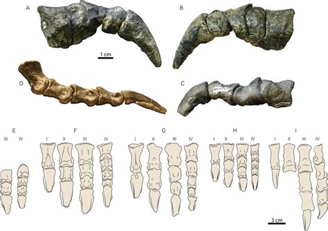 Pedal elements of RBCM P900, holotype of Ferrisaurus sustutensis ...