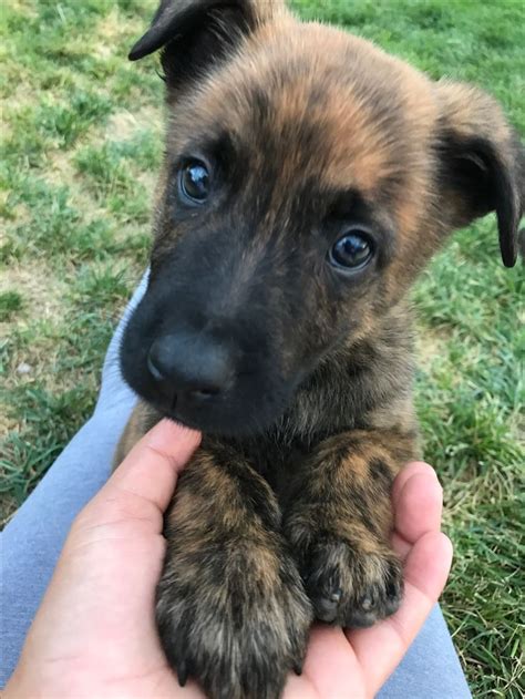 Dutch shepherd puppy | Dutch shepherd dog, Malinois dog, Working dogs