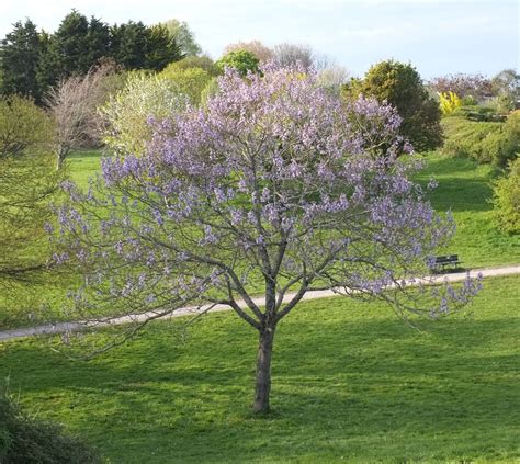 Paulownia - Trees and Shrubs Online, paulownia - okgo.net