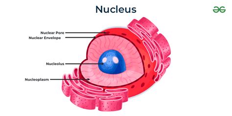 Nucleolus - Definition, Structure, Diagram & Its Function - GeeksforGeeks