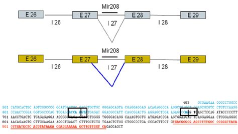 Affect of 5’ splice site mutation: The Figure illustrates the ...