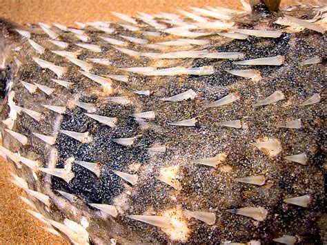 Puffer fish spikes, Koh Mak, Thailand | Magda Wojtyra | Flickr