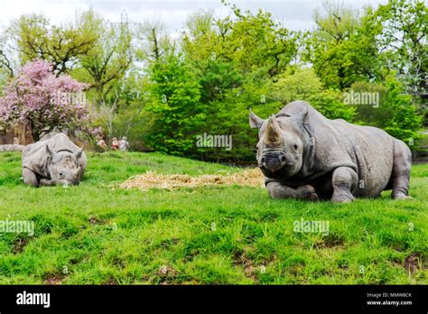 Chester Zoo - Wildlife conservation Rhino Stock Photo - Alamy