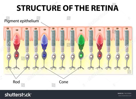 Eye And Vision. Structure Of The Retina. Rods And Cones. Diagram Stock ...