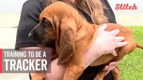 Bloodhound puppy joins police department as its first exclusive tracking dog in training