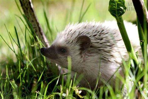 Hedgehog Diet: What Do Hedgehogs Eat? (How To Feed Them)