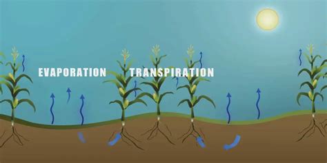 The Water Cycle Definition, Diagram, Model, Evaporation, Video And Many More - Water Evidence ...