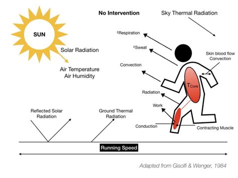 Schematic diagram showing sources of human heat production, transfer ...