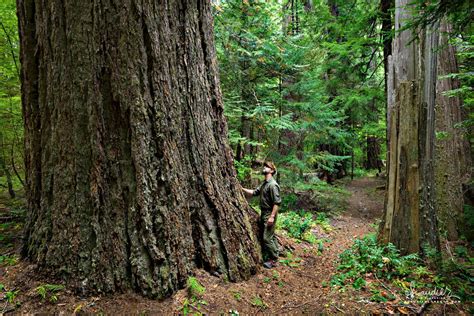 Goddard's Grove Old Growth Douglas-fir - Oregon Photography