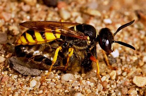 Beekeeping