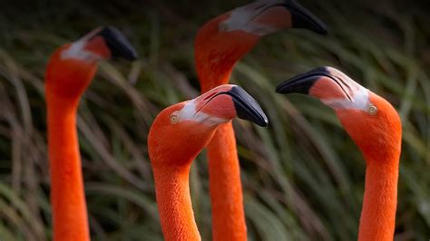 Flamingo | San Diego Zoo Animals & Plants