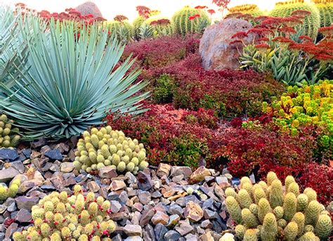 Desert Landscaping Ideas for Your Backyard: Complete Guide