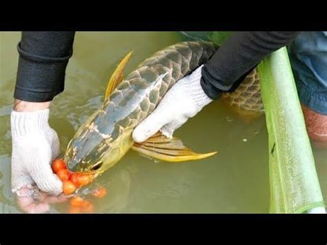 Arowana Fish Breeding At Home Full Process #beautiful #cute #fish #home | Fish breeding, Fish ...