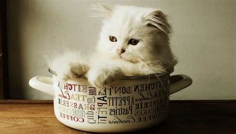 Teacup Persian Cat: Breed Guide - Tuxedo Cat