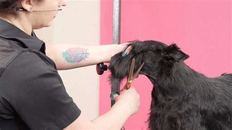 Brows to Booty Scottish Terrier Grooming Course | Groom Haüs