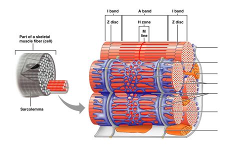 myofibril structure Diagram | Quizlet