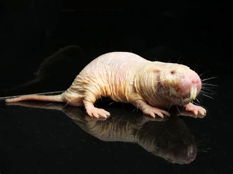 The Long, Strange Life of the World’s Oldest Naked Mole Rat | WIRED