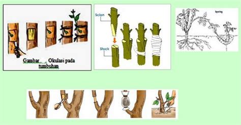 Perkembangbiakan Vegetatif Alami Dan Buatan Pada Tumbuhan Beserta Otosection - Riset