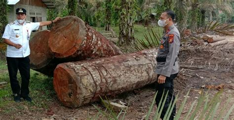 Ilegal Logging di Hutan Lindung Bukit Barisan Kabupaten Kuansing