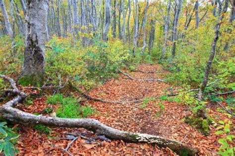 The Most Stunning Walking Trails in Japan | Travel Insider