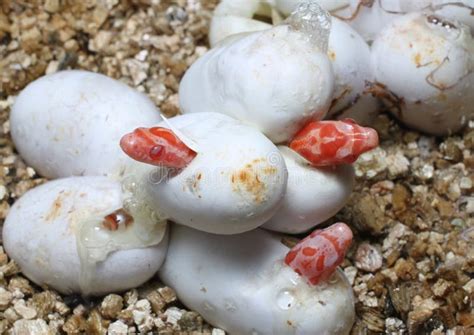 Coral Snow Baby Snake Hatching Van Waar Eieren Stock Foto - Image of zoölogie, tropisch: 108984578