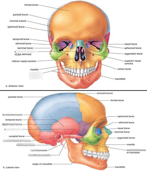 Surface features of the skull Diagram | Quizlet