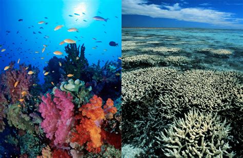 This Tiny Corner Of The World Reports Thriving Coral Reefs | DailyForest