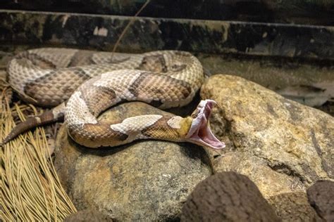 Snake Expert Reveals How to Avoid Copperhead Bites — Best Life