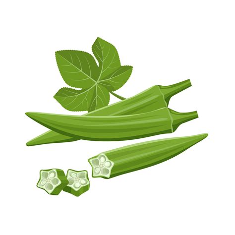 Vector illustration of fresh young Okra, with slices, and green leaves, isolated on white ...