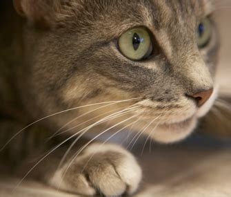 Pet Facts: What Are Whiskers For? - Vetstreet | Vetstreet