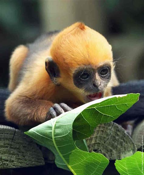 Francois' Langur » GagDaily News