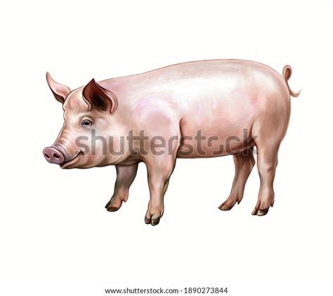 Domestic Pig Sus Scrofa Domesticus Realistic Stock Illustration 1890273844 | Shutterstock