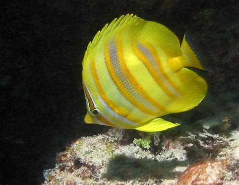 Great Barrier Reef Butterflyfishes | Beautiful sea creatures, Exotic ...