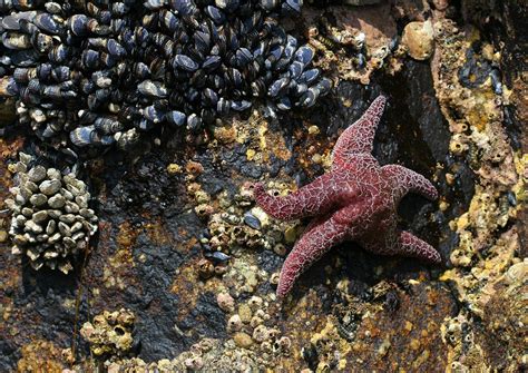 PsBattle: Walking Starfish : r/photoshopbattles