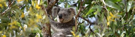 15 Koala Facts Introducing Australia's Beloved Marsupial