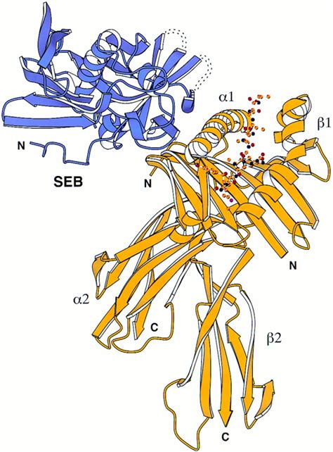 X-Ray Crystal Structure of HLA-DR4 (DRA*0101, DRB1*0401) Complexed with a Peptide from Human ...