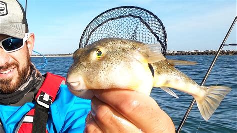 The TASTIEST Inshore Fish! PUFFERFISH! ☠️☠️ (Catch, Clean, & Cook ...